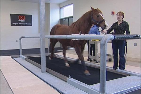 horse on a treadmill shirt